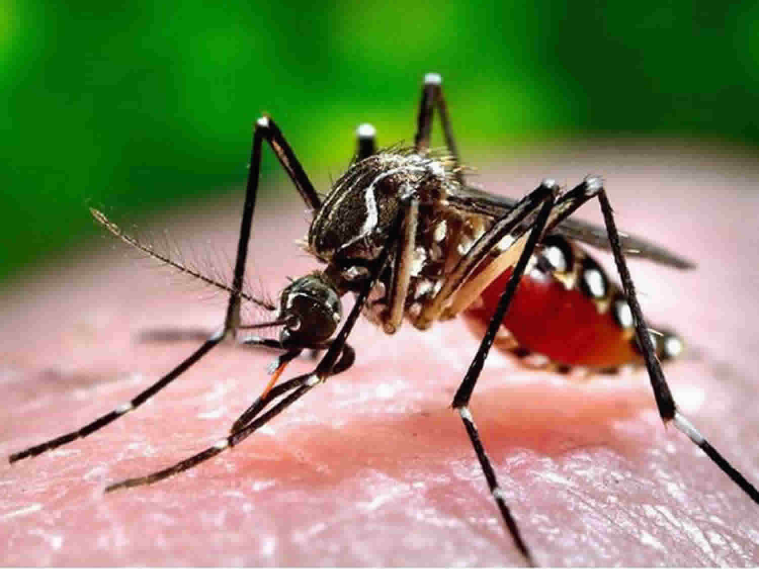 Aedes aegypti picando