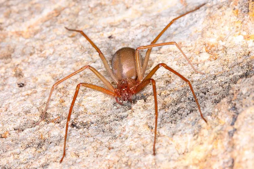 Dedetização de aranhas peçonhentas São Paulo