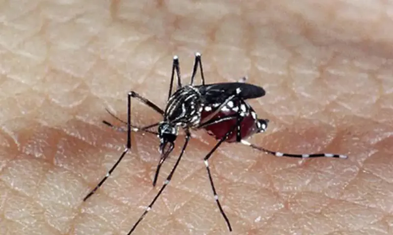 Combate ao Aedes aegypti dengue São Paulo